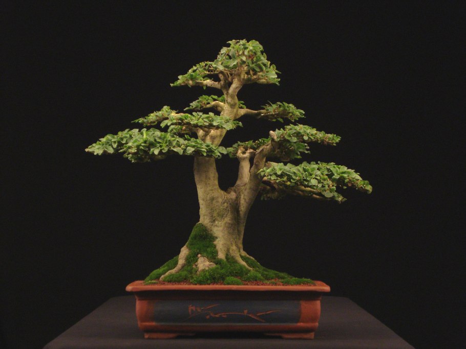 Ligustrum бонсай