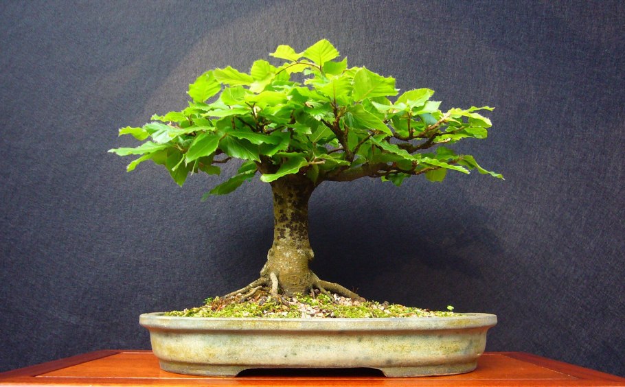 Карагана бонсай