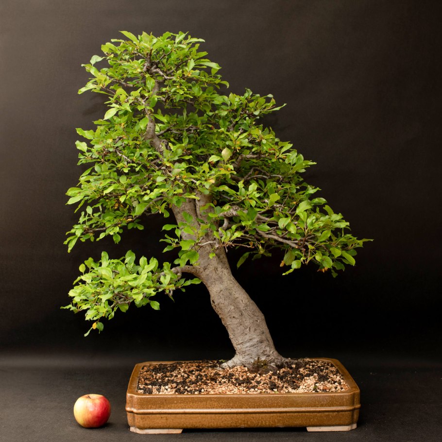 Яблоня мелкоплодная бонсай