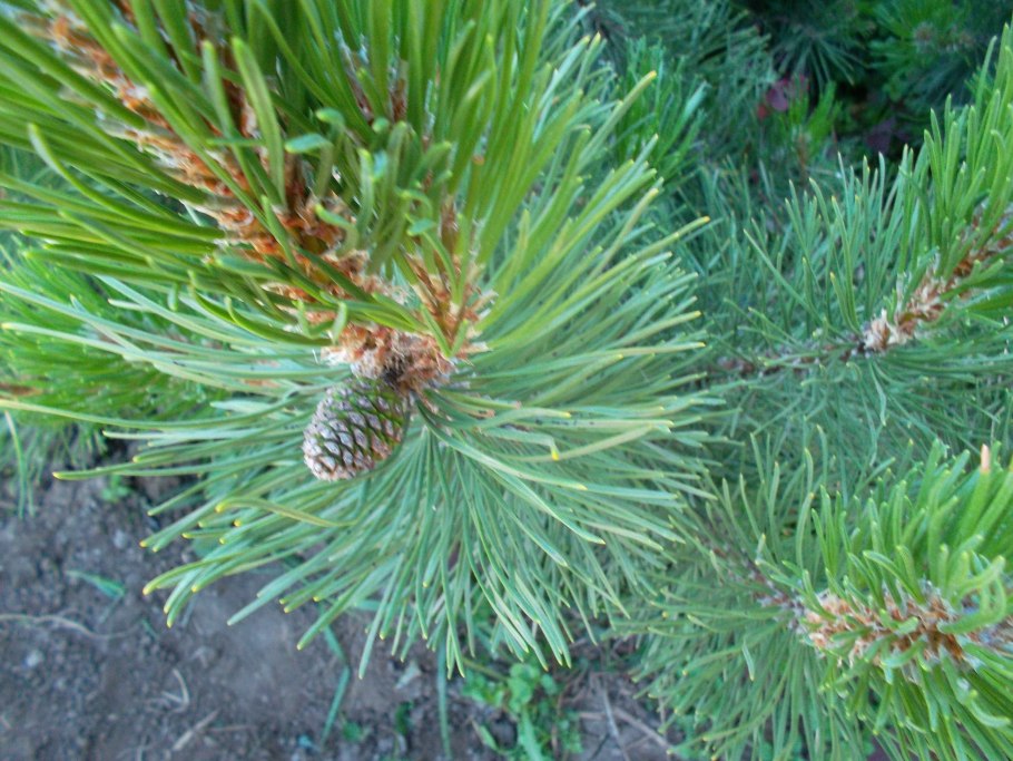 Сосна Горная шишка