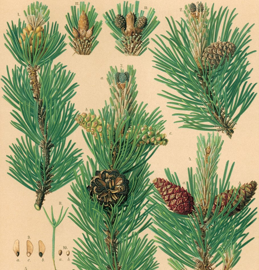 Сосна Муго шишки