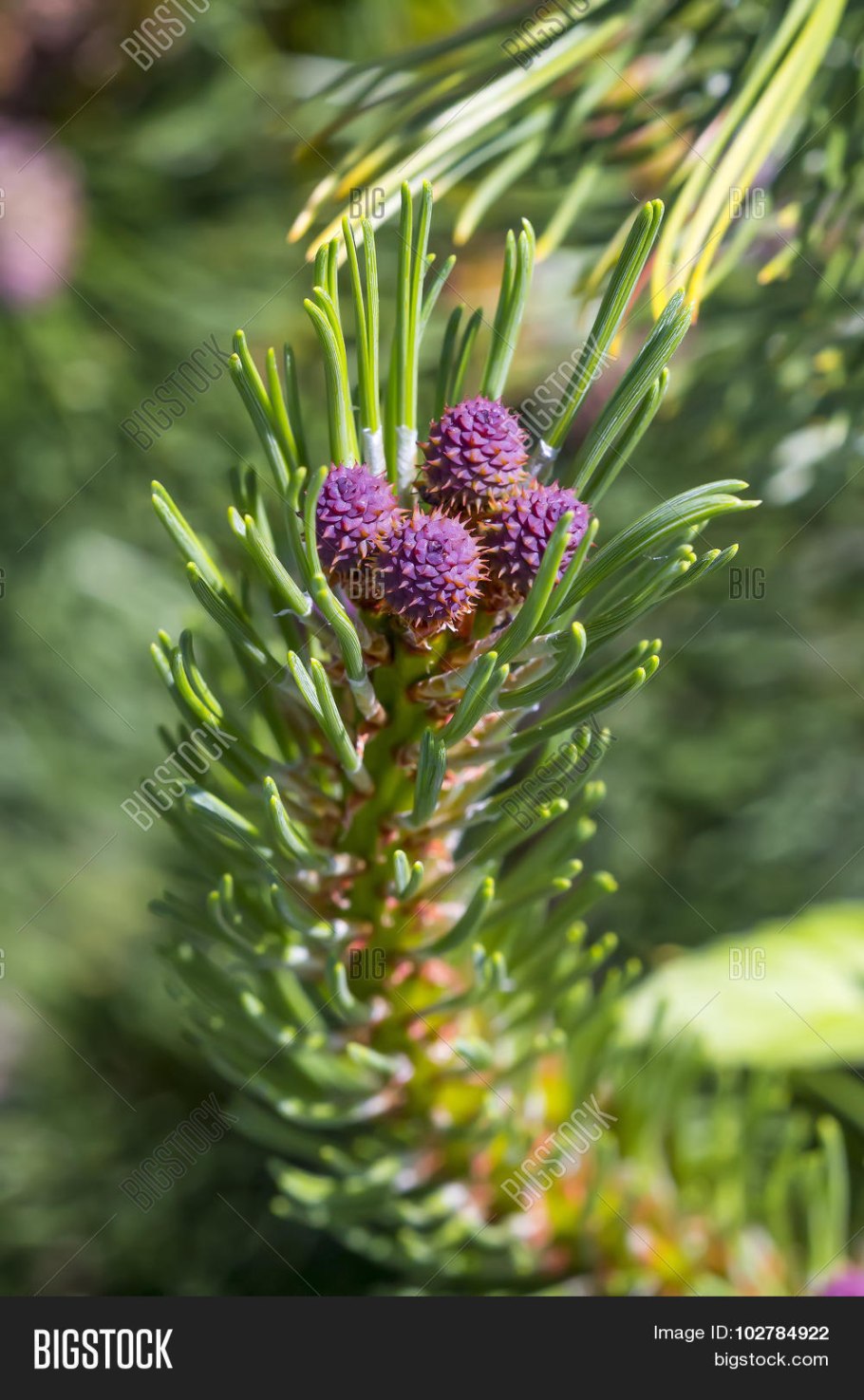 Сосна Горная Пинус Муго Пумилио