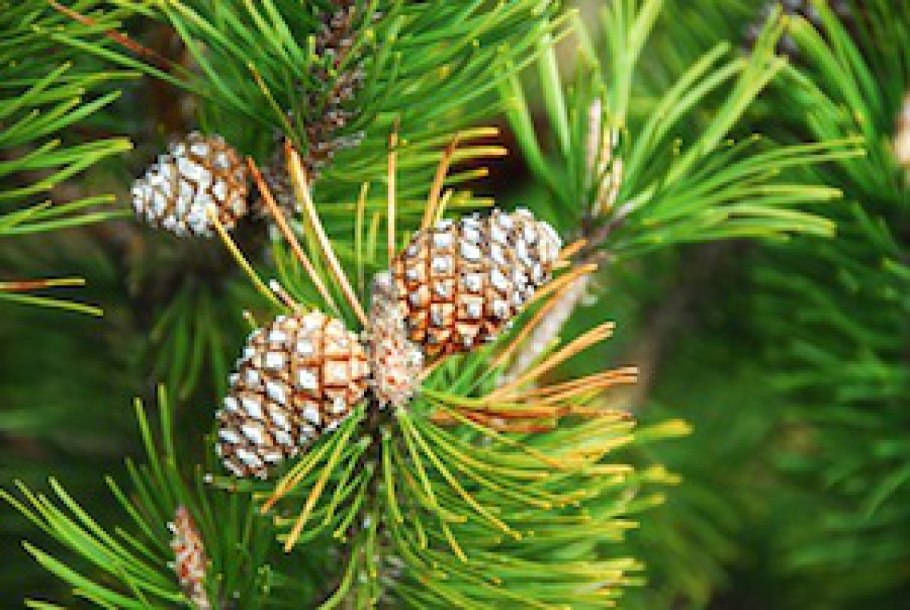 Сосна Муго шишки