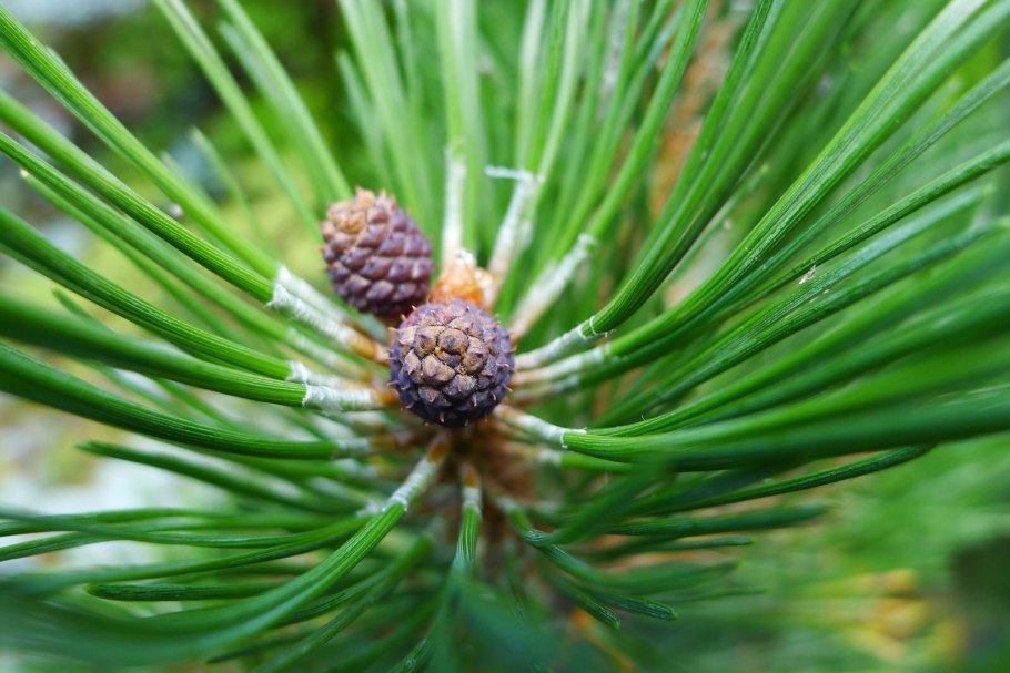 Pinus mugo почки