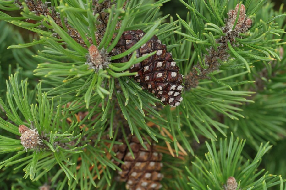 Сосна Горная Пумилио шишки