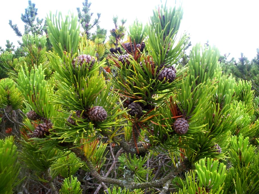 Pinus mugo Agatka