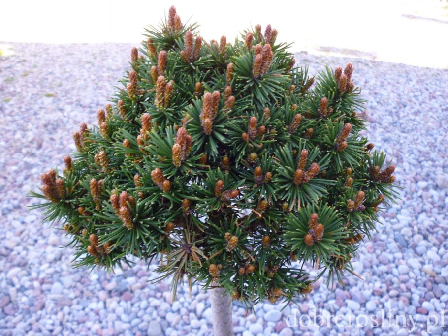 Сосна Горная Пумилио шишки