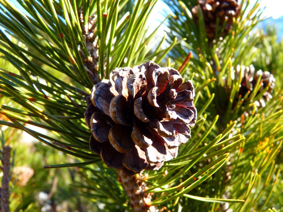 Pinus mugo шишка