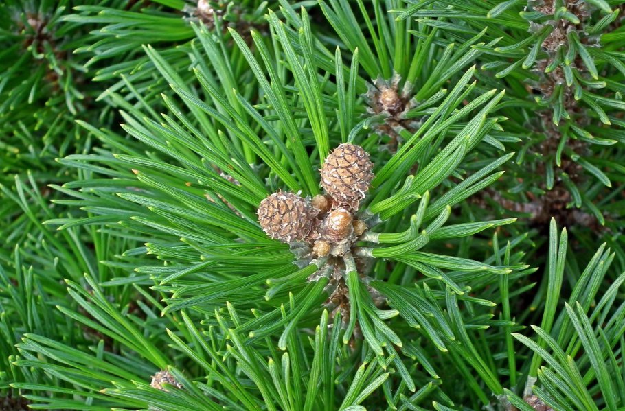 Горная сосна с фиолетовыми шишками