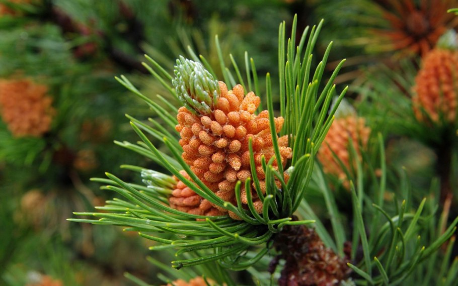 Сосна Горная крючковатая