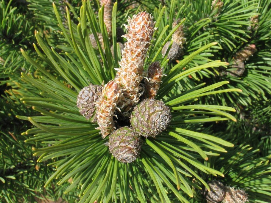 Шишки на сосне Мугус