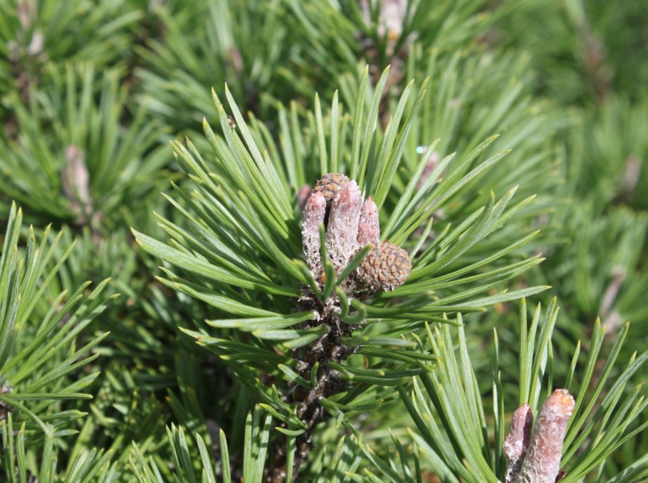 Сосна Горная шишки