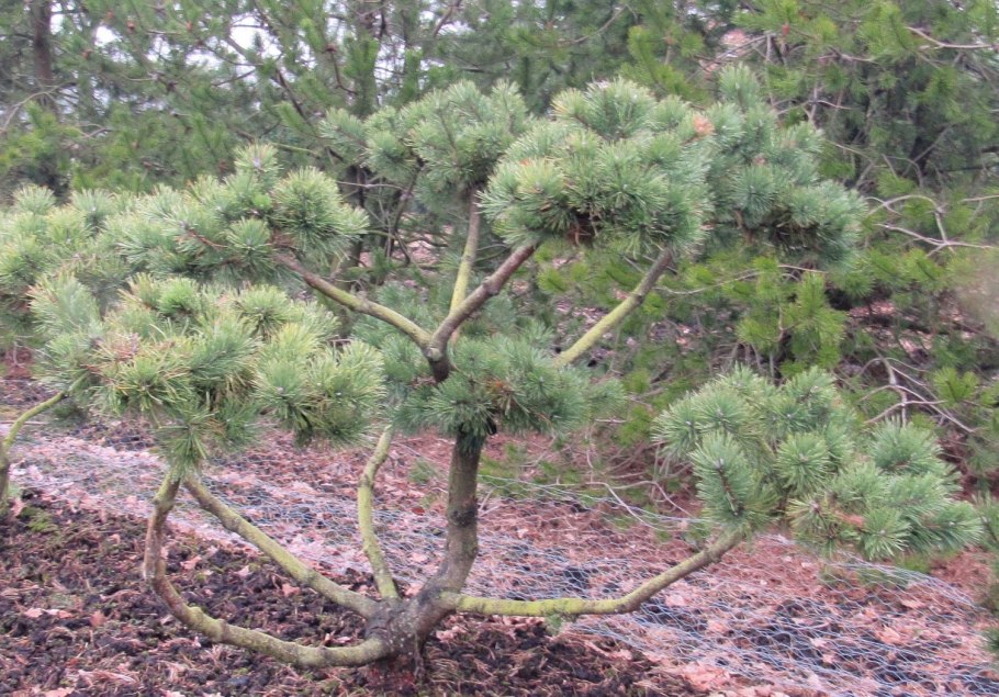 Шишки на сосне Мугус