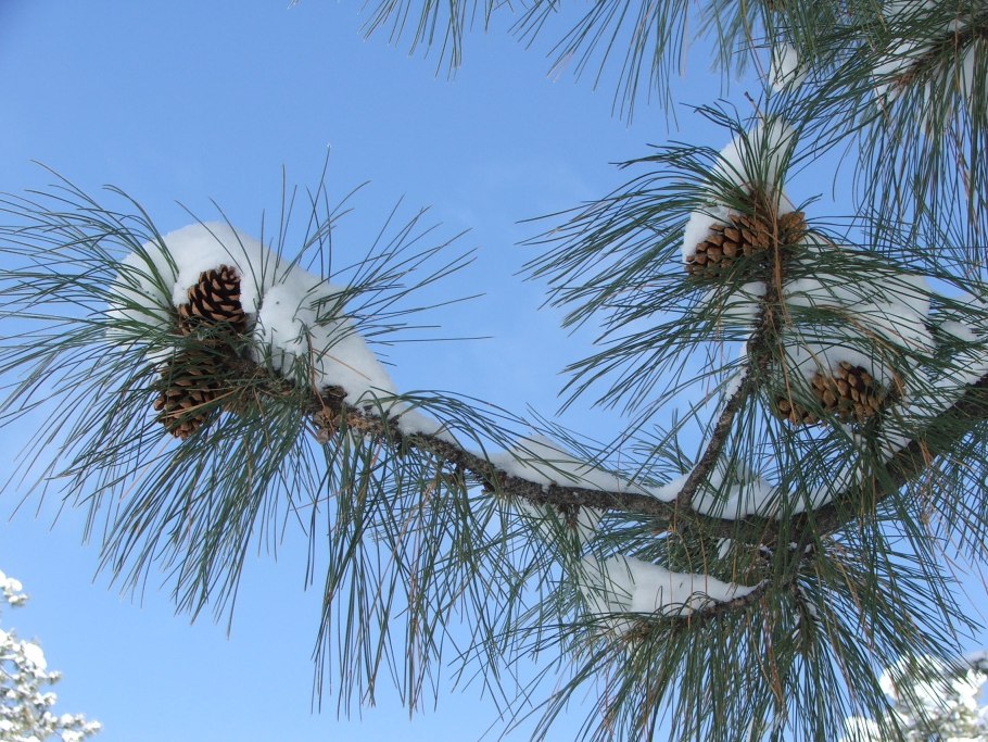 Упаковка для шишек