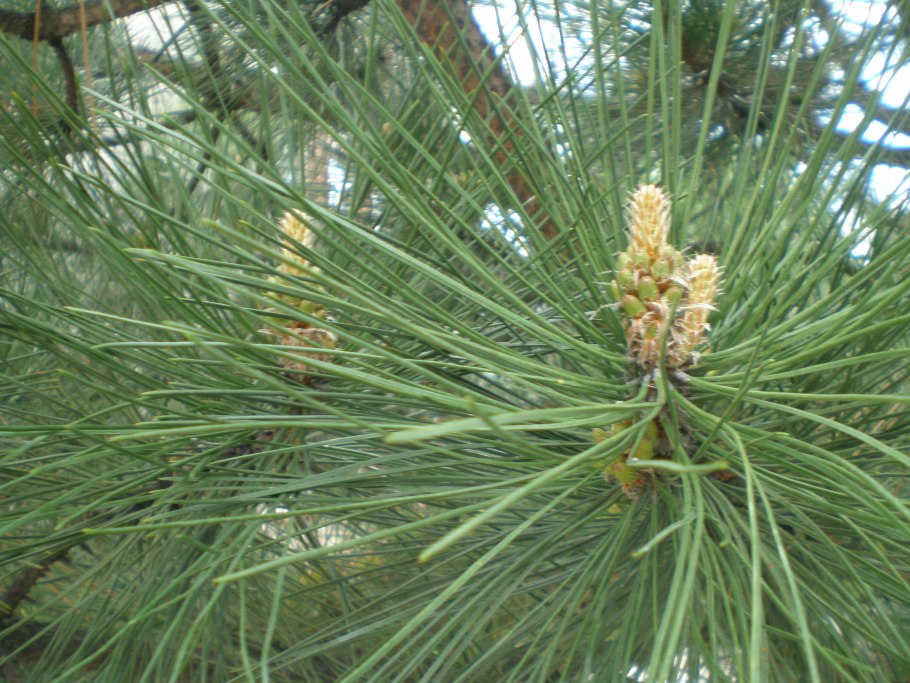 Шишка горный