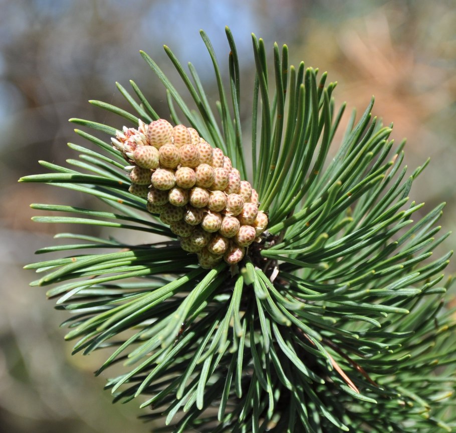 Men Pinus