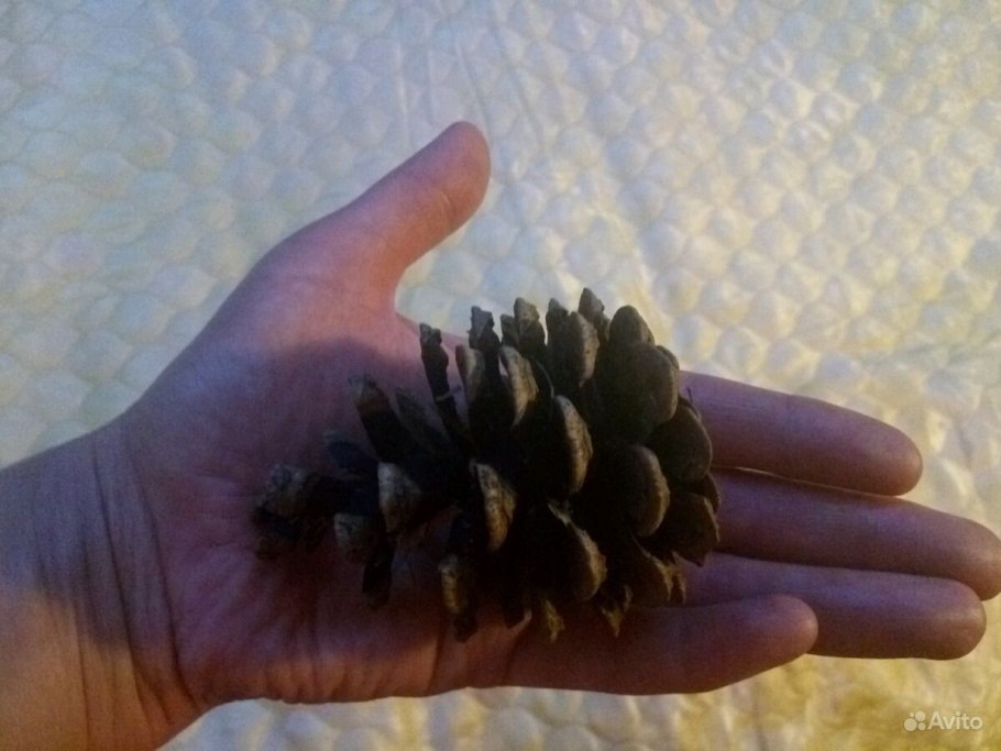 Катунский заповедник фауна