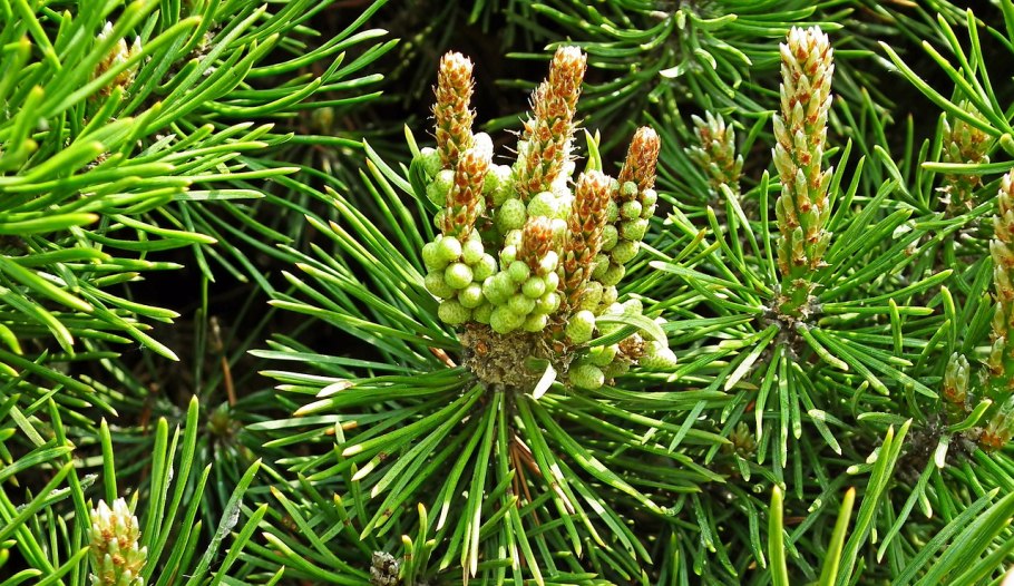 Pinus mugo хвоя