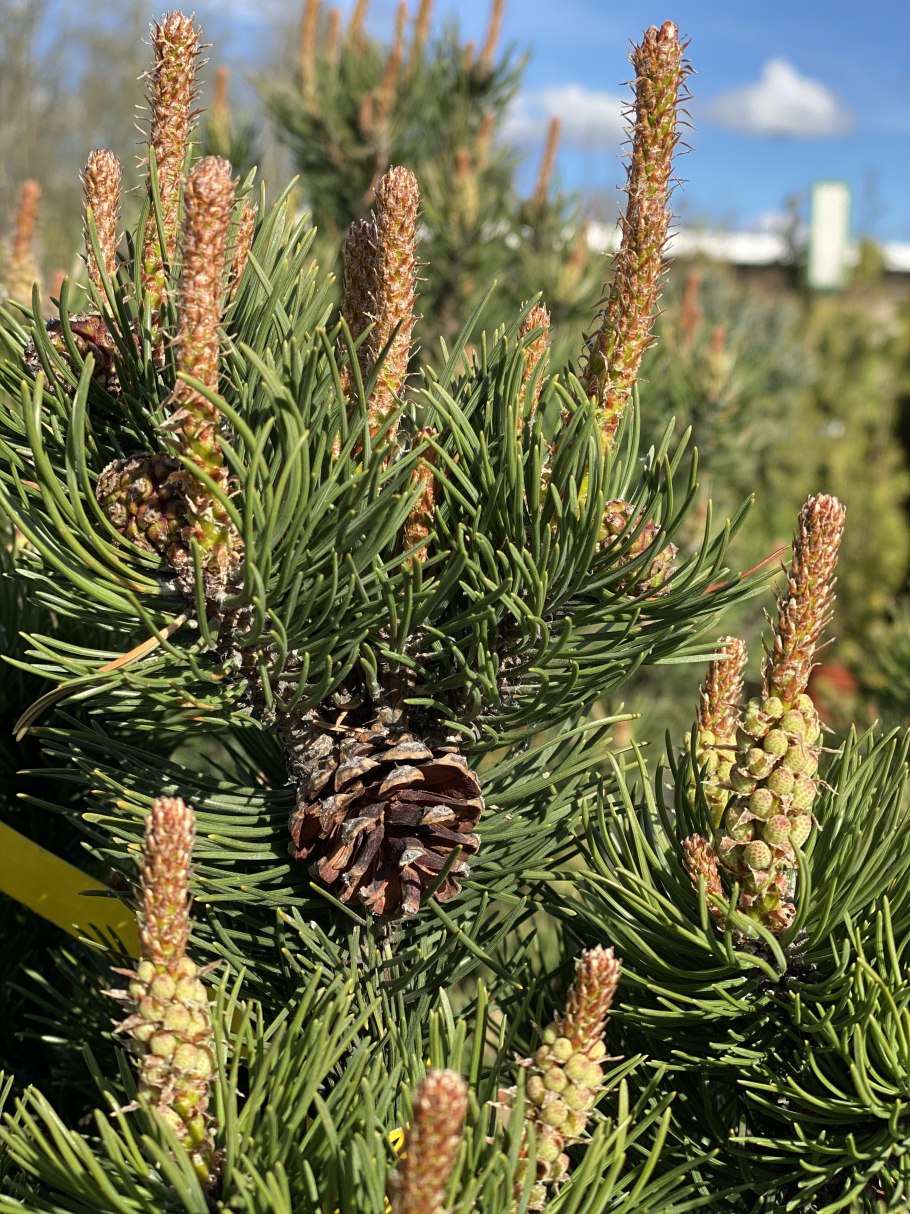 Сосна Горная Лаурин