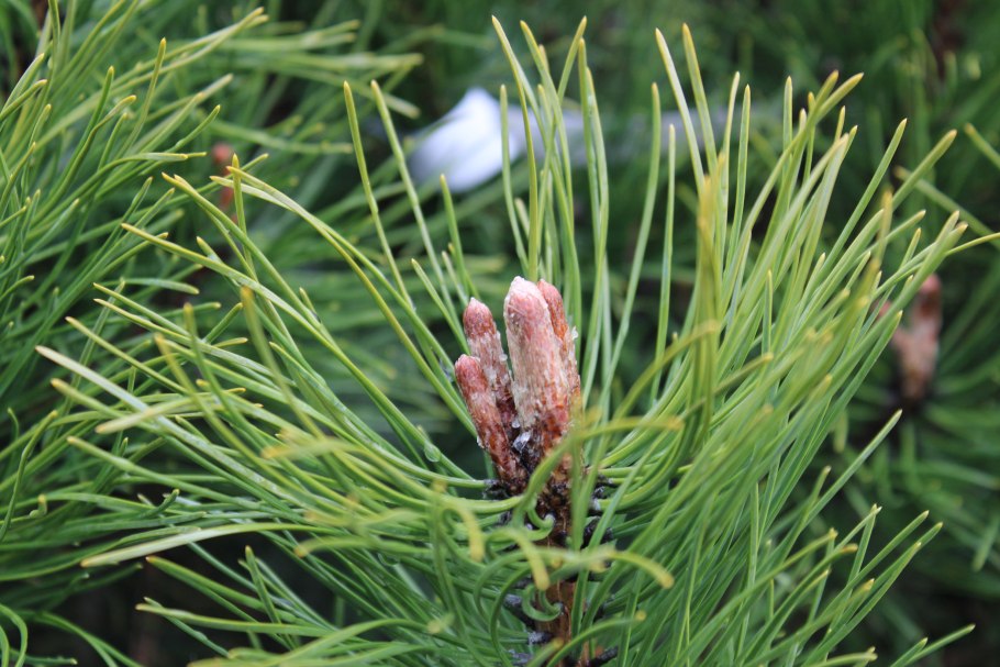 Сосна Кедровая и сосна обыкновенная хвоинки