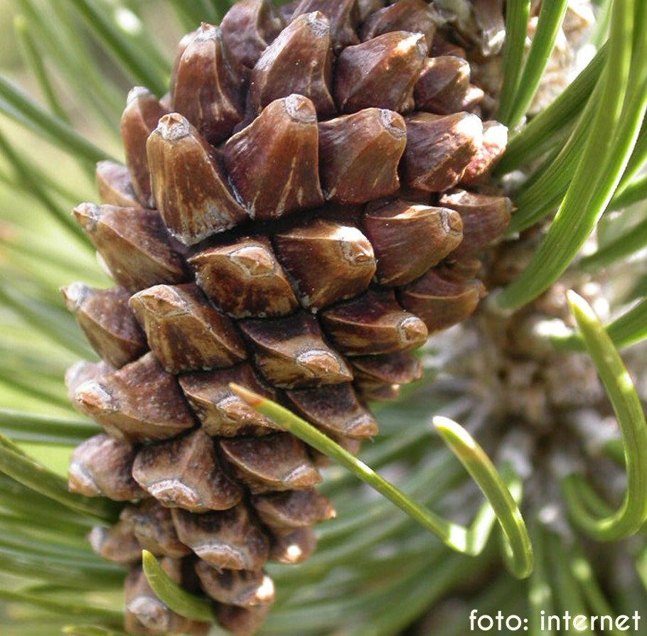 Сосна Горная шишки
