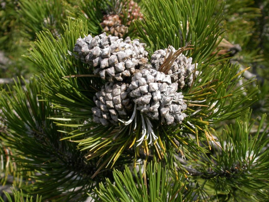Сосна Горная с шишечками