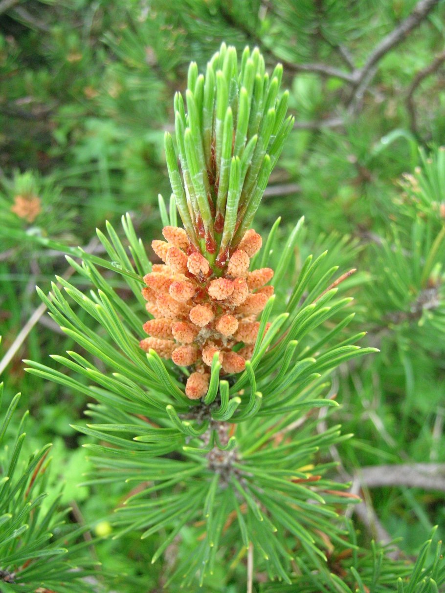 Сосна Горная Мугус шишки