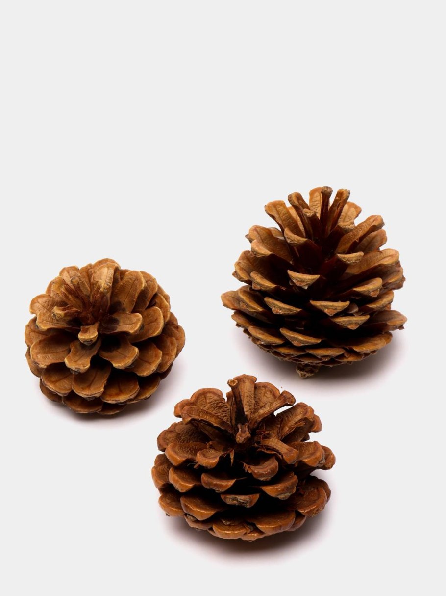 Сосна Горная Муго