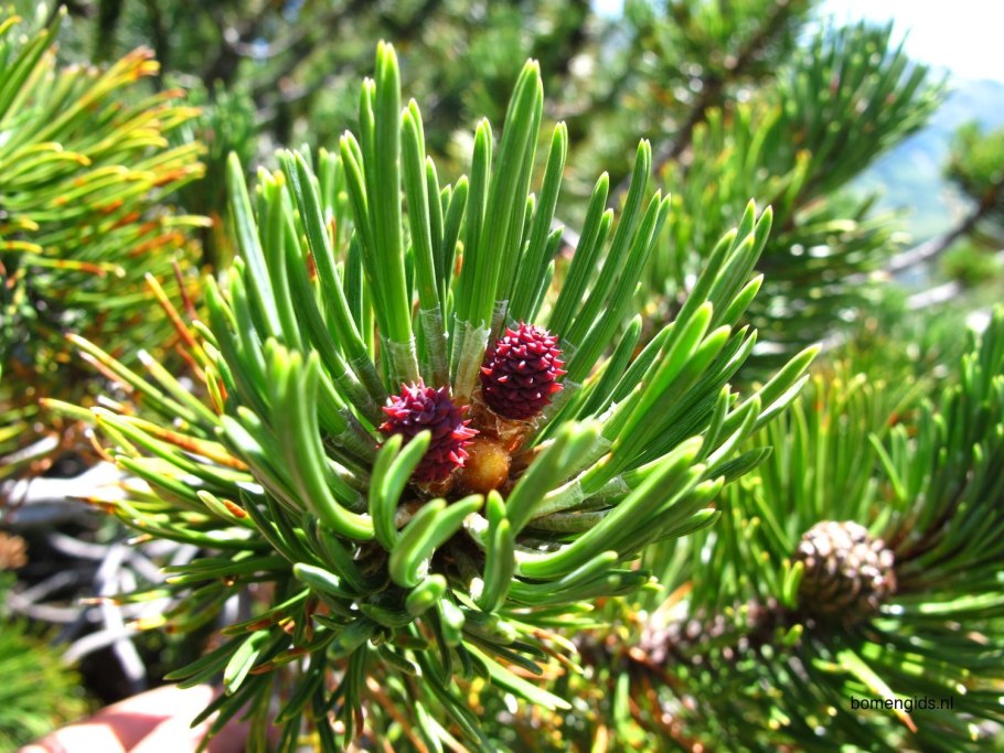 Пинус Муго гнездо