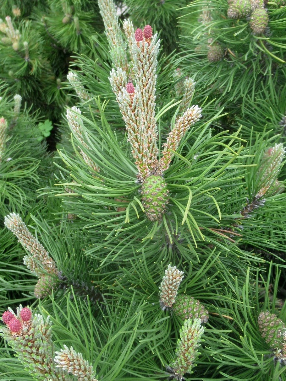 Сосна Горная шишки