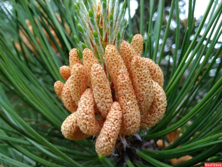 Сосна Горная Мугус шишки