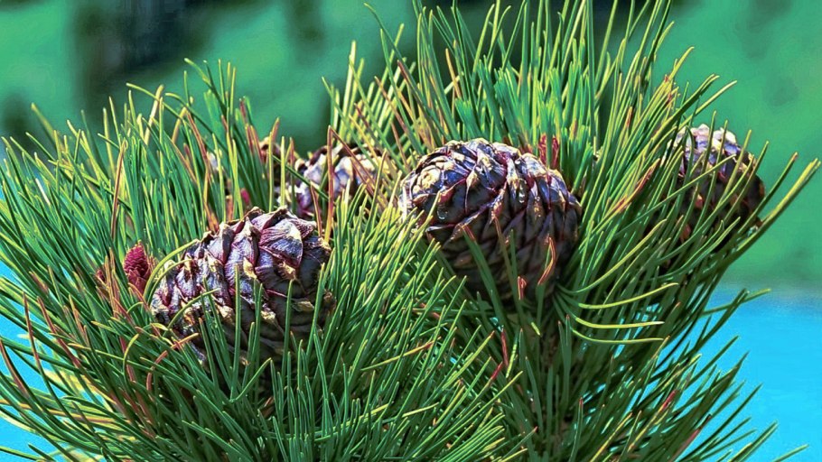 Сосна Кедровая стланиковая glauca