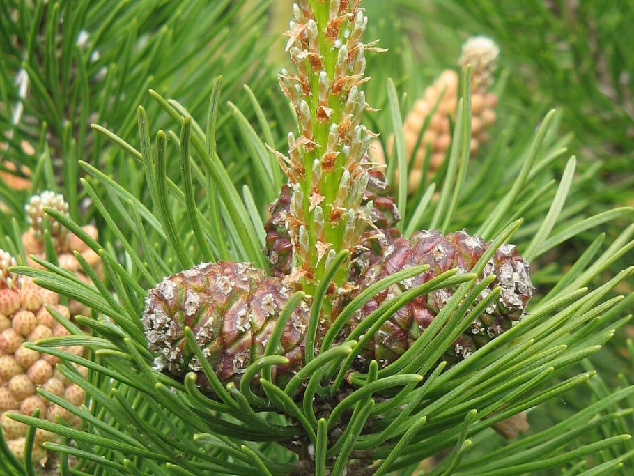 Сосна Горная Мугус шишки