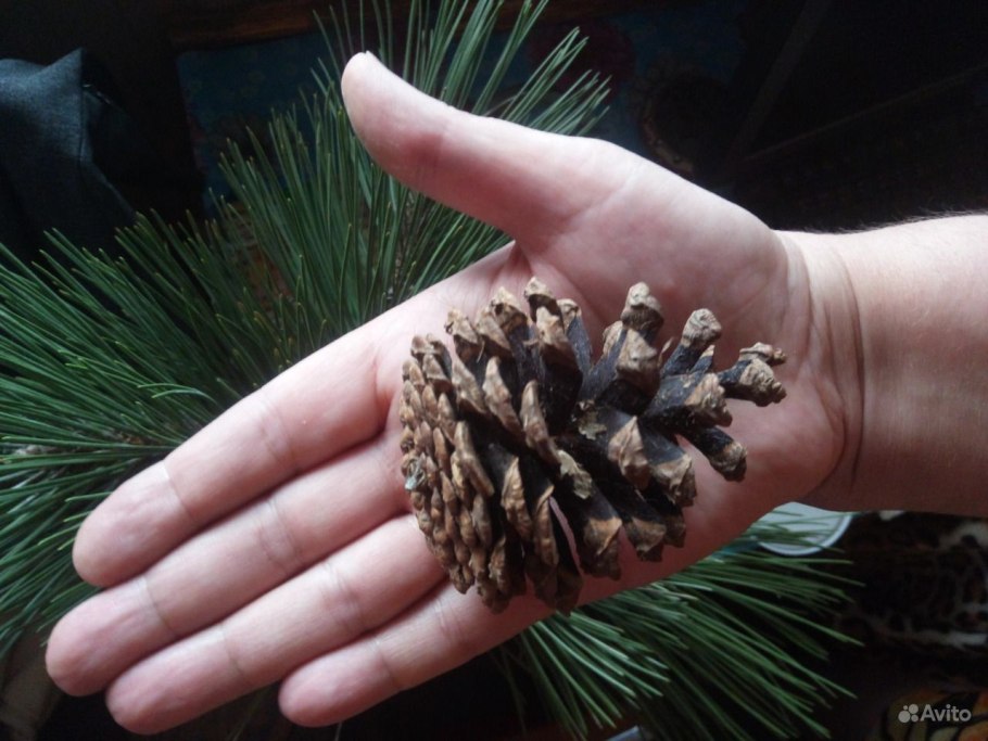 Сосна Горная Мопс