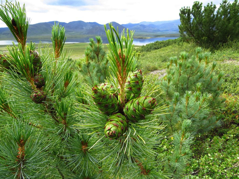 Сосна Сибирская (Pinus Sylvestris)