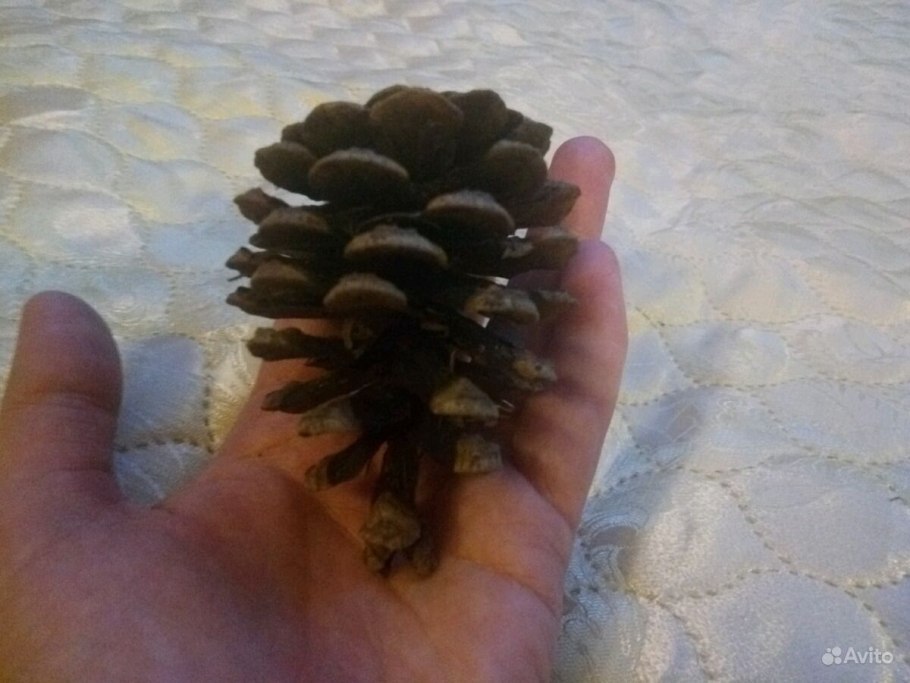 Микростробилы сосны обыкновенной
