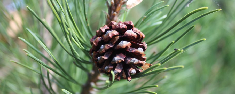 Сосна Горная rotundata