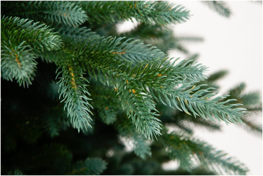 Ель колючая Picea pungens "Oldenburg"