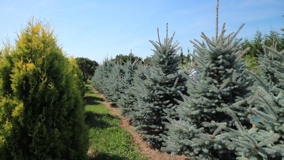 Crystal Trees ель Изумрудная