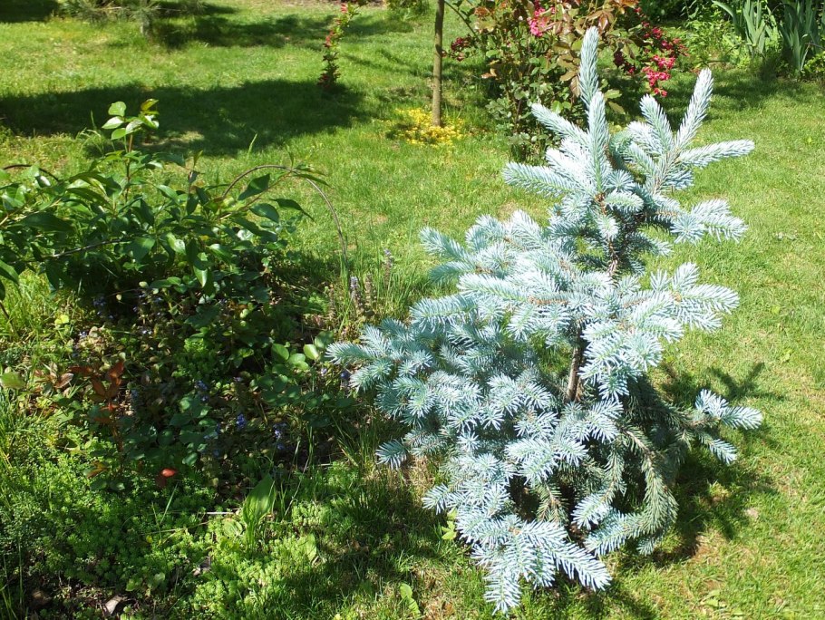 Ель колючая Шовенхорст (Picea pungens Schovenhorst)