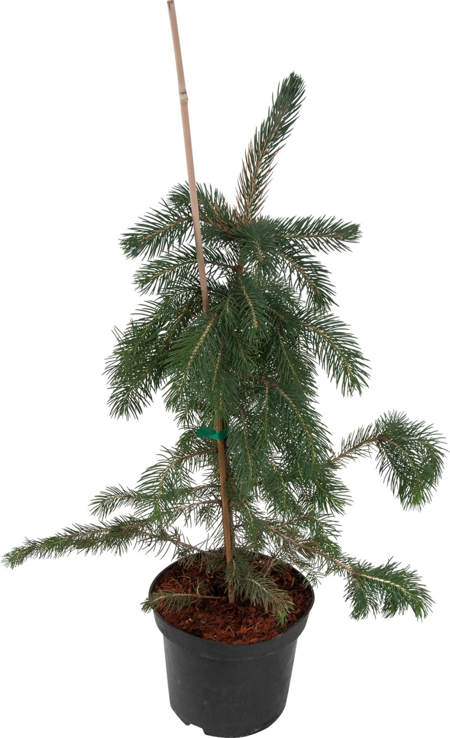 Ель Picea pungens