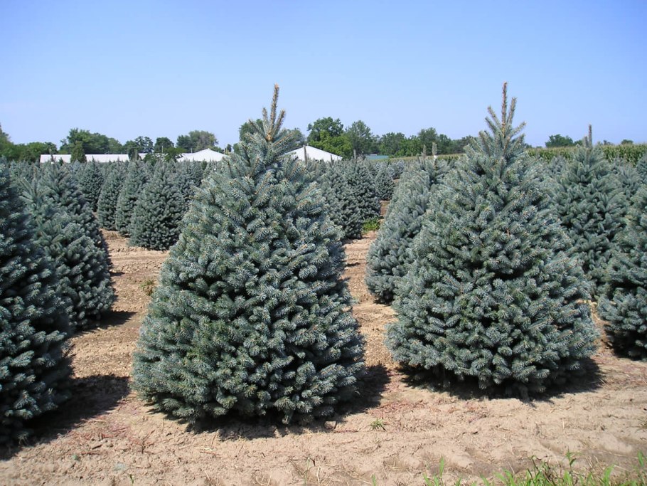 Ель колючая Ольденбург Picea pungens Oldenburg