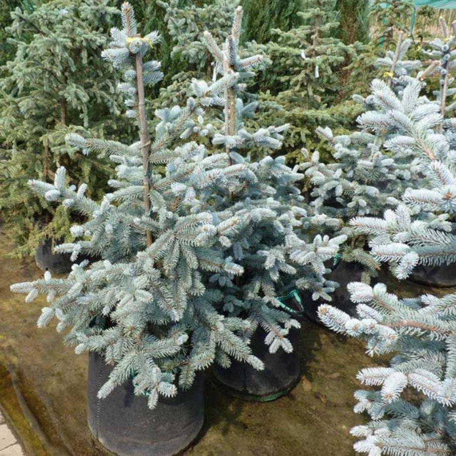 Ель Эдит в ландшафтном дизайне