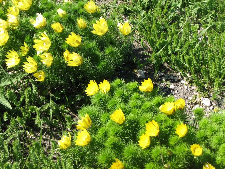 Горицвет Волжский (Adonis Wolgensis)