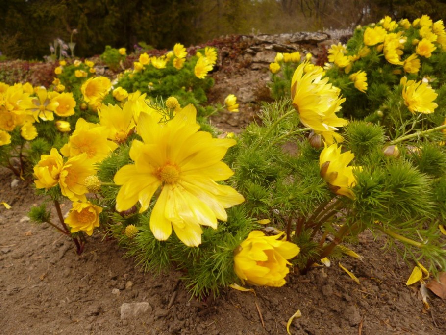 Адонис весенний (Adonis vernalis)