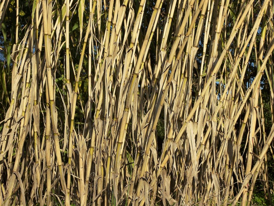 Рогоз Typha latifolia