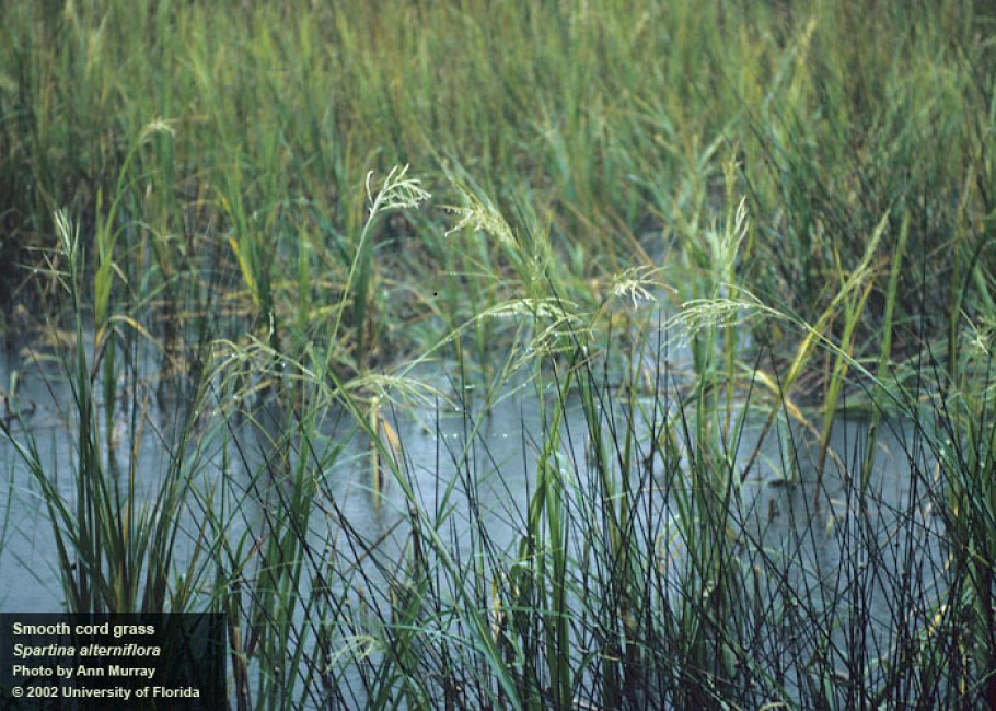 Гелофиты примеры