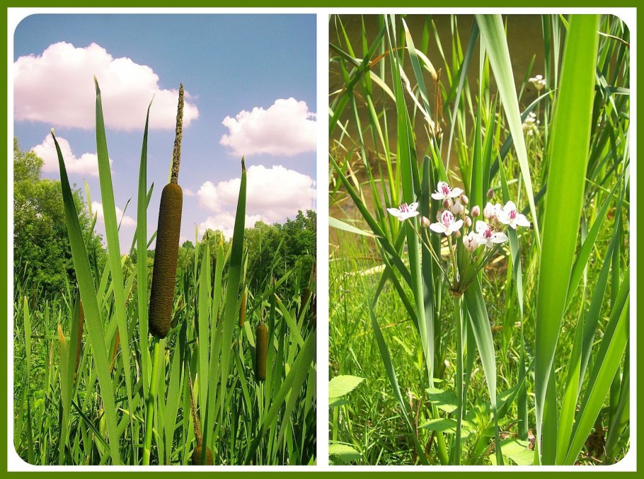 Тростник, рогоз, камыш, стрелолист, Сусак, Частуха, Ежеголовник.