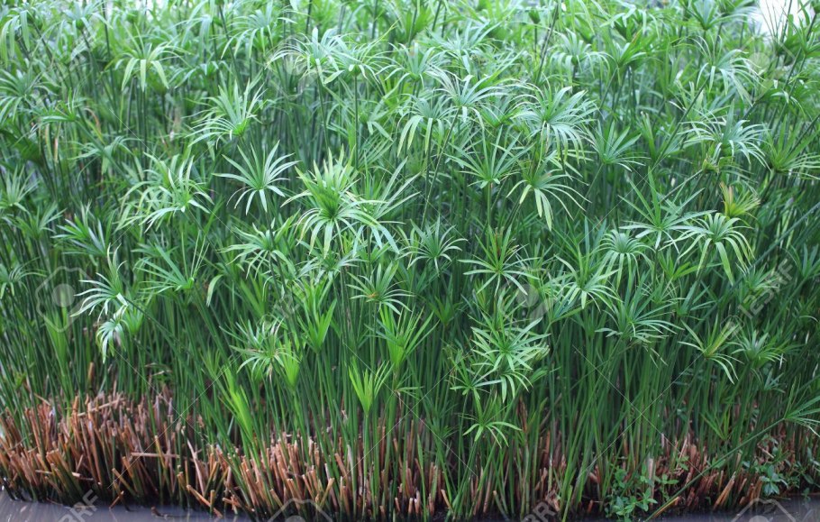 Камыш рогоз Осока