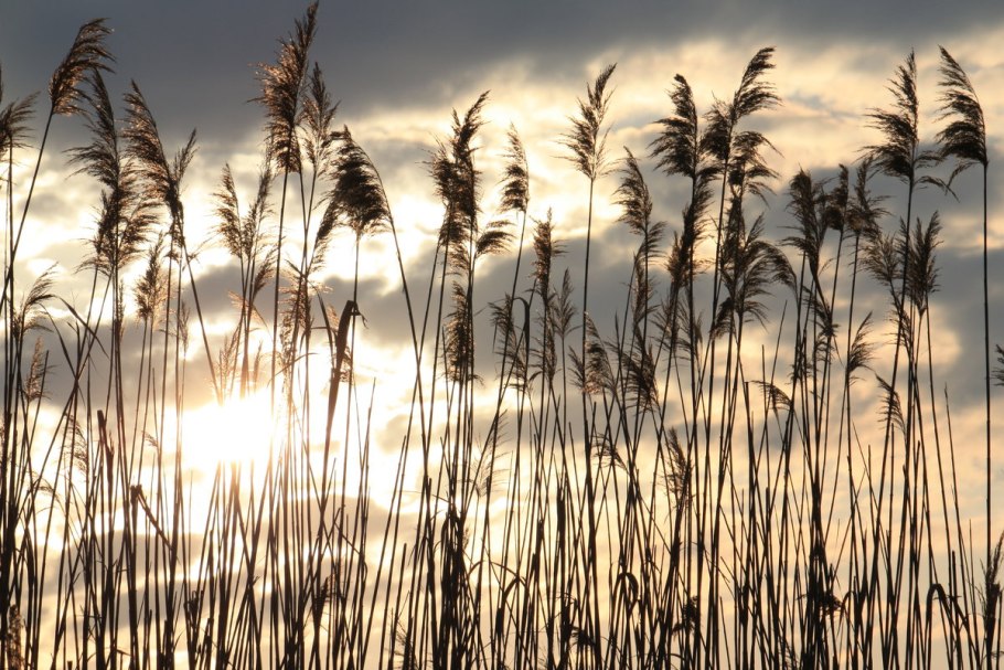 Игнатий Рогоза